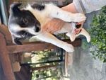 Cuccioli di Border Collie - Foto n. 5