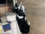 Cuccioli di Border Collie - Foto n. 6