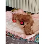 Cucciolo Barboncino Toy - Foto n. 2
