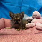 🐶 Chihuahua femmina di 4 mesi in vendita a Cervia (RA) da negozio