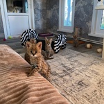 🐱 Exotic di 4 mesi in vendita a Roma (RM) da privato