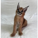 Gattini Serval e Caracal Disponibili - Foto n. 2
