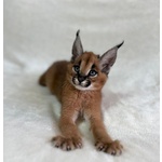Gattini Serval e Caracal Disponibili - Foto n. 3