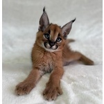 Gattini Serval e Caracal Disponibili - Foto n. 4