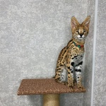 Gattini Serval e Caracal Disponibili - Foto n. 5