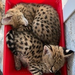 Gattini Serval e Caracal Disponibili - Foto n. 6