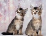 🐱 Maine coon di 3 mesi in Vendita a Acceglio (cn) e in Tutta Italia da Privato