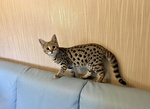 Gattini Savannah e Caracat F5 - Foto n. 4