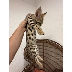 Gattini Savannah e Caracat F5 - Foto n. 5