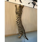 Gattini Savannah e Caracat F5 - Foto n. 6
