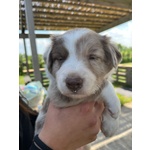 🐶 Border Collie maschio di 4 settimane (cucciolo) in vendita a Chioggia (VE) e in tutta Italia da privato