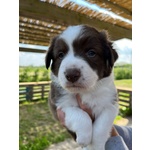 Cuccioli Border Collie – Selezione da Genitori Testati – Disponibili da Giugno - Foto n. 2