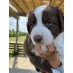 Cuccioli Border Collie – Selezione da Genitori Testati – Disponibili da Giugno - Foto n. 3
