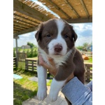 Cuccioli Border Collie – Selezione da Genitori Testati – Disponibili da Giugno - Foto n. 4