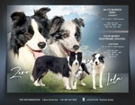 Cuccioli di Border Collie - Foto n. 3