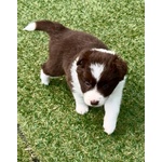 Cuccioli di Border Collie - Foto n. 5