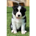 Cuccioli di Border Collie - Foto n. 6