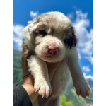 Cuccioli di Border Collie - Foto n. 7