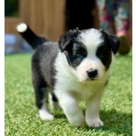 Cuccioli di Border Collie - Foto n. 9