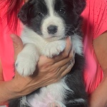 🐶 Border Collie di 6 settimane (cucciolo) in vendita a Rabbi (TN) e in tutta Italia da privato