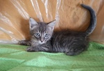 🐱 Europeo maschio di 2 mesi in adozione a Latina (LT) e in tutta Italia da associazione animali