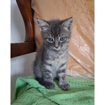 Sabbia Dolce Micino 2 mesi Cerca Casa - Foto n. 4