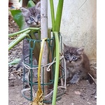 Gatti in sud Sardegna - Foto n. 1