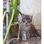 Gatti in sud Sardegna - Foto n. 2