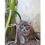 Gatti in sud Sardegna - Foto n. 3