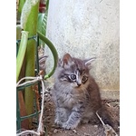Gatti in sud Sardegna - Foto n. 4