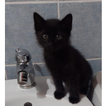 🐱 Europeo femmina di 2 mesi in adozione a Milano (MI) da privato