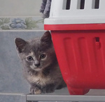 Micini di soli 2 mesi Aspettano una Casa - Foto n. 3