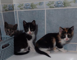 Micini di soli 2 mesi Aspettano una Casa - Foto n. 4