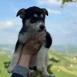 Selva e Aurora - Cucciole 2 mesi Incrocio Husky - Labrador Cercano Adozione - Foto n. 1