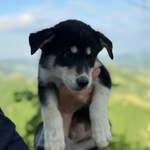 Selva e Aurora - Cucciole 2 mesi Incrocio Husky - Labrador Cercano Adozione - Foto n. 2