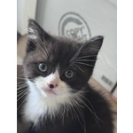Gattini Munchkin - Foto n. 2