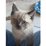 🐱 Munchkin femmina di 2 mesi in vendita a Mirandola (MO) da privato