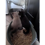 Gattini Munchkin - Foto n. 3
