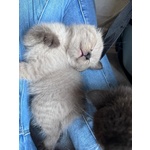 Gattini Munchkin - Foto n. 4