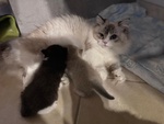 Gattini Munchkin - Foto n. 5