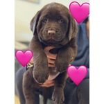 Meravigliosi Cuccioli di Labrador Chocolate Puro - Foto n. 2