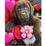 Meravigliosi Cuccioli di Labrador Chocolate Puro - Foto n. 3