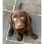 Meravigliosi Cuccioli di Labrador Chocolate Puro - Foto n. 4