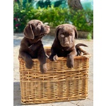 Meravigliosi Cuccioli di Labrador Chocolate Puro - Foto n. 6