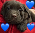 Meravigliosi Cuccioli di Labrador Chocolate Puro - Foto n. 7
