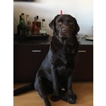 Meravigliosi Cuccioli di Labrador Chocolate Puro - Foto n. 8