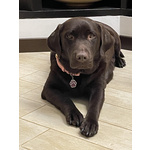 Meravigliosi Cuccioli di Labrador Chocolate Puro - Foto n. 9