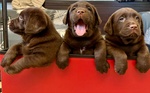 Meravigliosi Cuccioli di Labrador Chocolate Puro - Foto n. 10