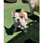 Cuccioli di Bulldog Francese - Foto n. 1