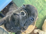 Cuccioli di Bulldog Francese - Foto n. 2